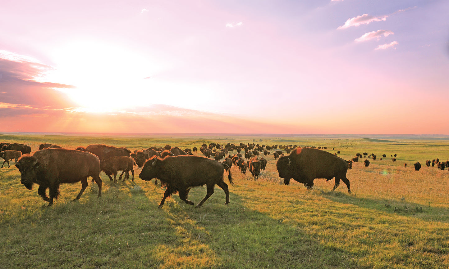 Bison Sticks: Original
